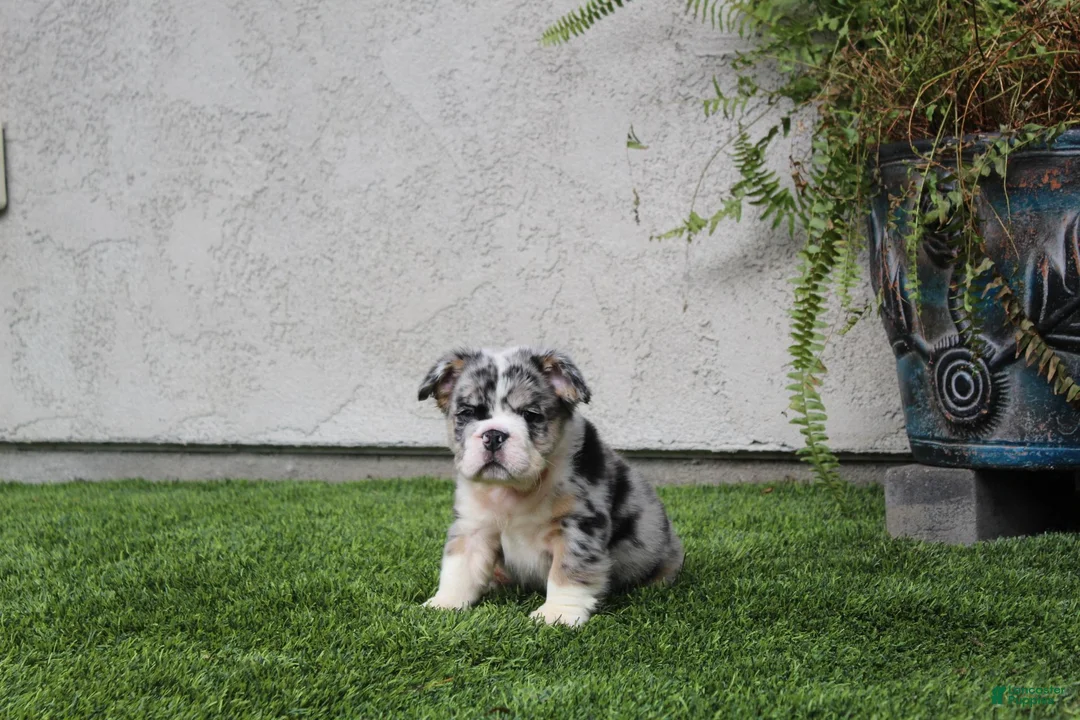 English Bulldog dogs for sale: English Bulldog 1 - Ad 2