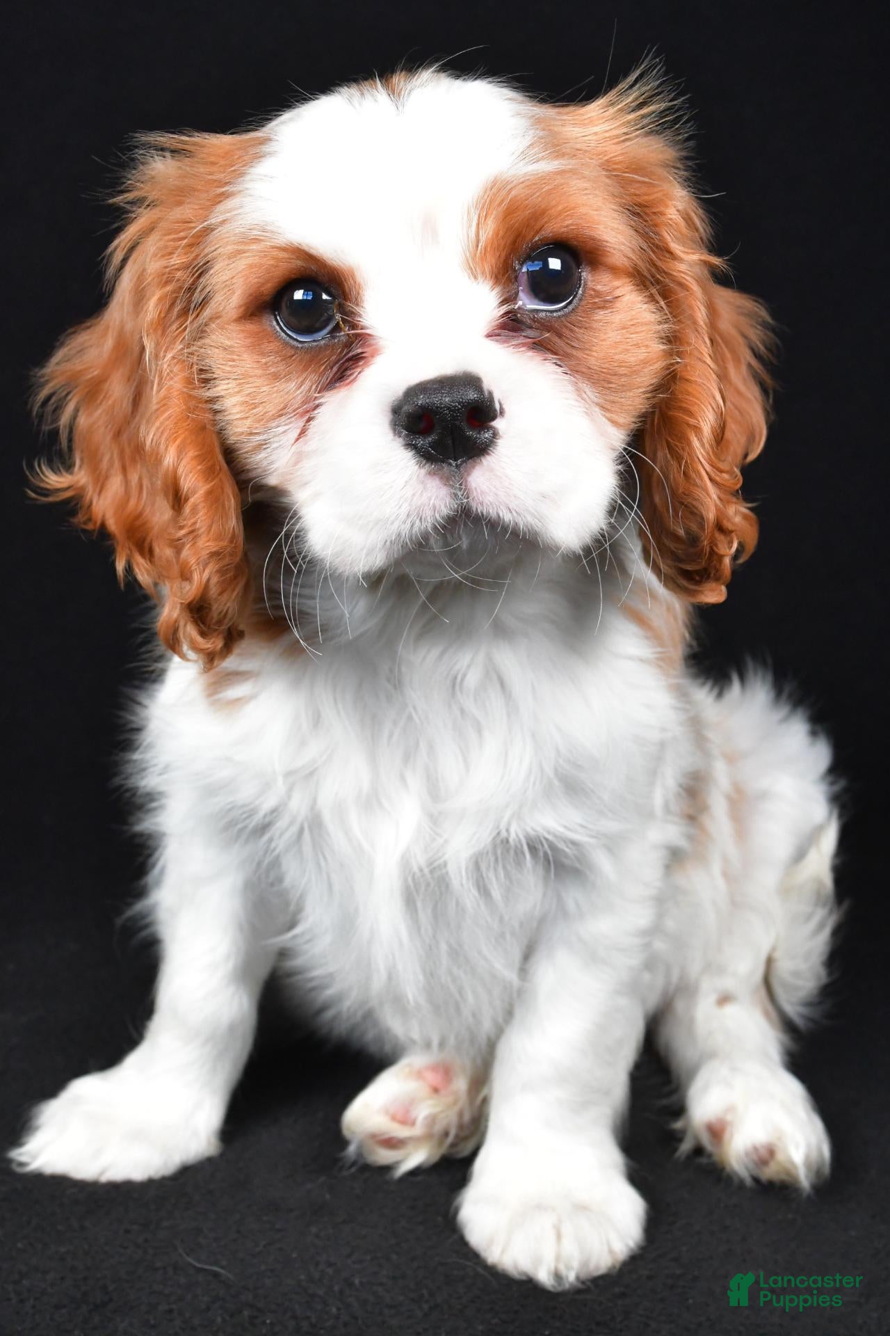 Cavalier King Charles Spaniel dogs for sale: Thomas - Ad 1