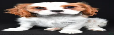 Thomas