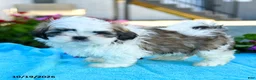 Shih Tzu dogs for sale: Archie - Ad 3