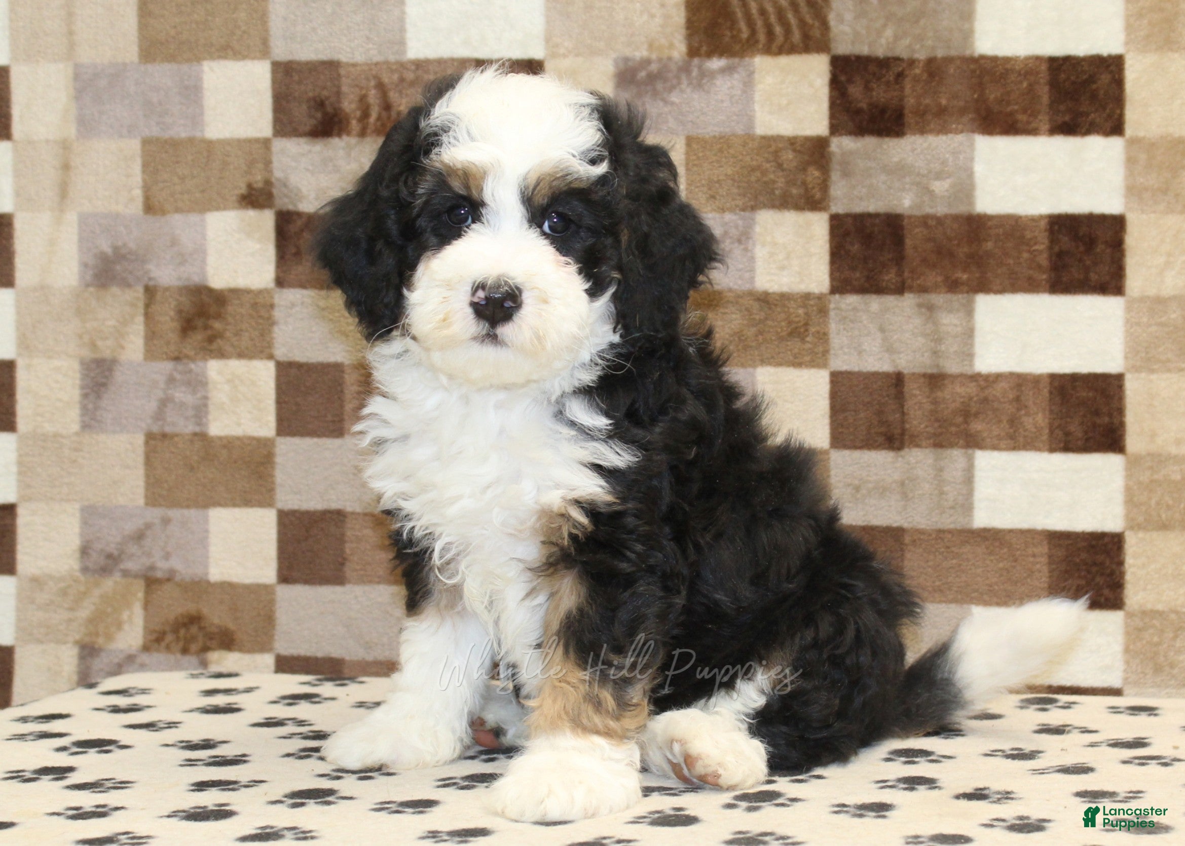 Mini Bernedoodle dogs Larry - Ad 1