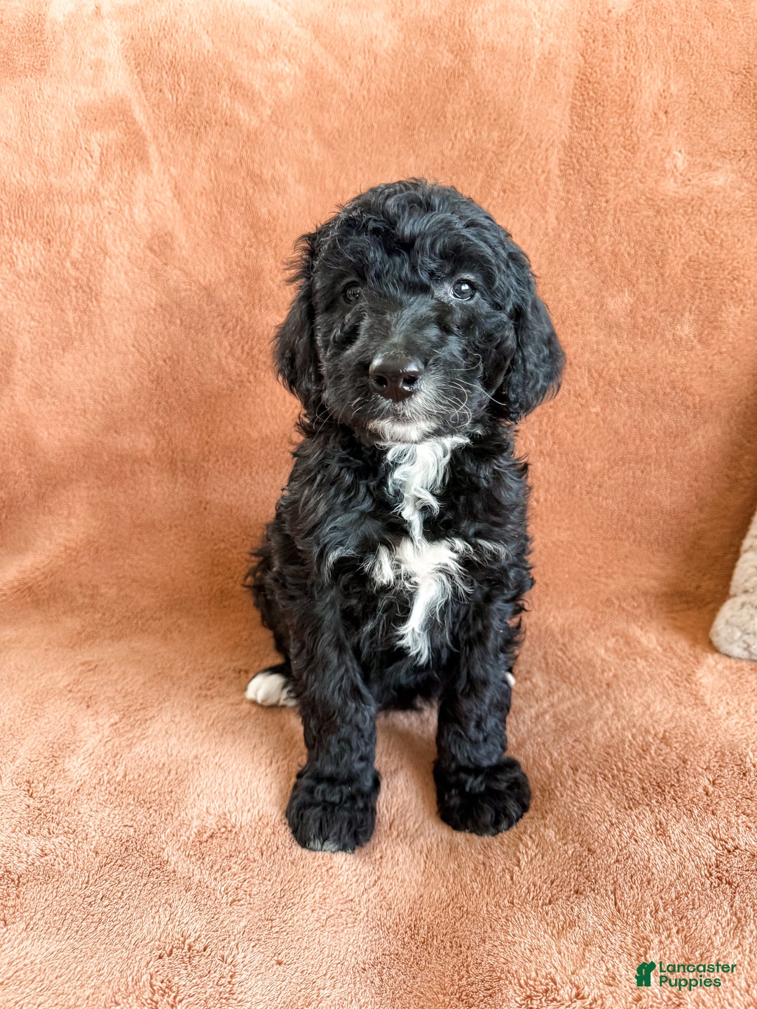 Aussiedoodle dogs for sale: Jace - Ad 2