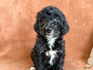 Aussiedoodle dogs Jace - Ad 31