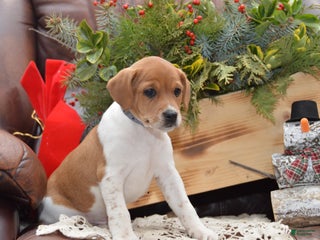 Jug dogs Atlas - Ad 11