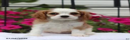 Cavalier King Charles Spaniel dogs for sale: Serena - Ad 4
