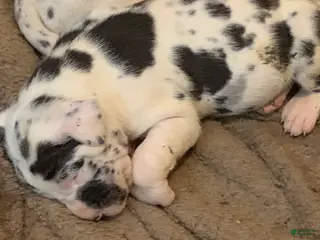 Great Dane dogs Lucky - Ad 16