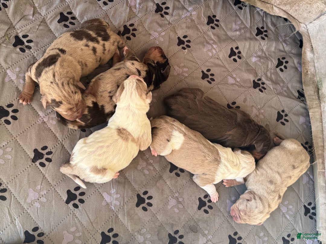 Catahoula Leopard Dog dogs for sale: Catahoula Leopard Dog Puppy 2 - Ad 17