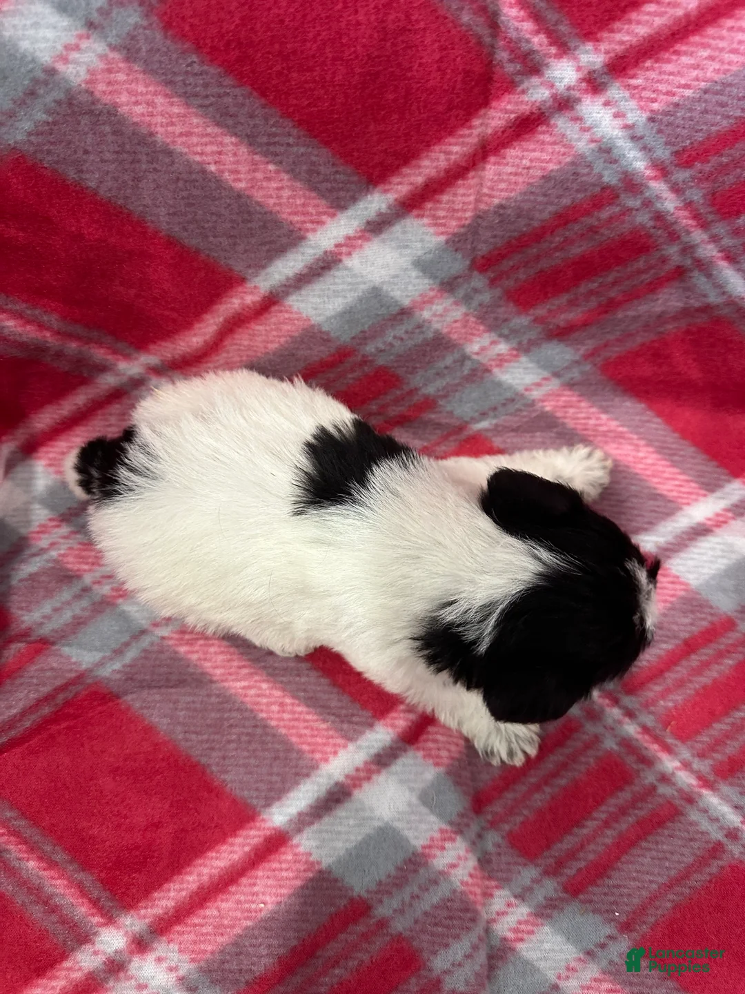 Jackapoo dogs for sale: Jackapoo Puppy 4 - Ad 2