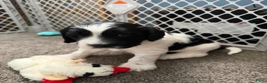 Mixed Breed 1