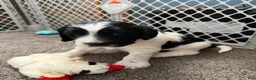 Mixed Breed dogs for sale: Mixed Breed 1 - Ad 1
