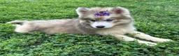 Siberian Husky dogs for sale: RISA - Ad 6