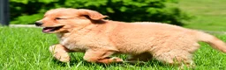 Golden Retriever dogs for sale: Turbo - Ad 13