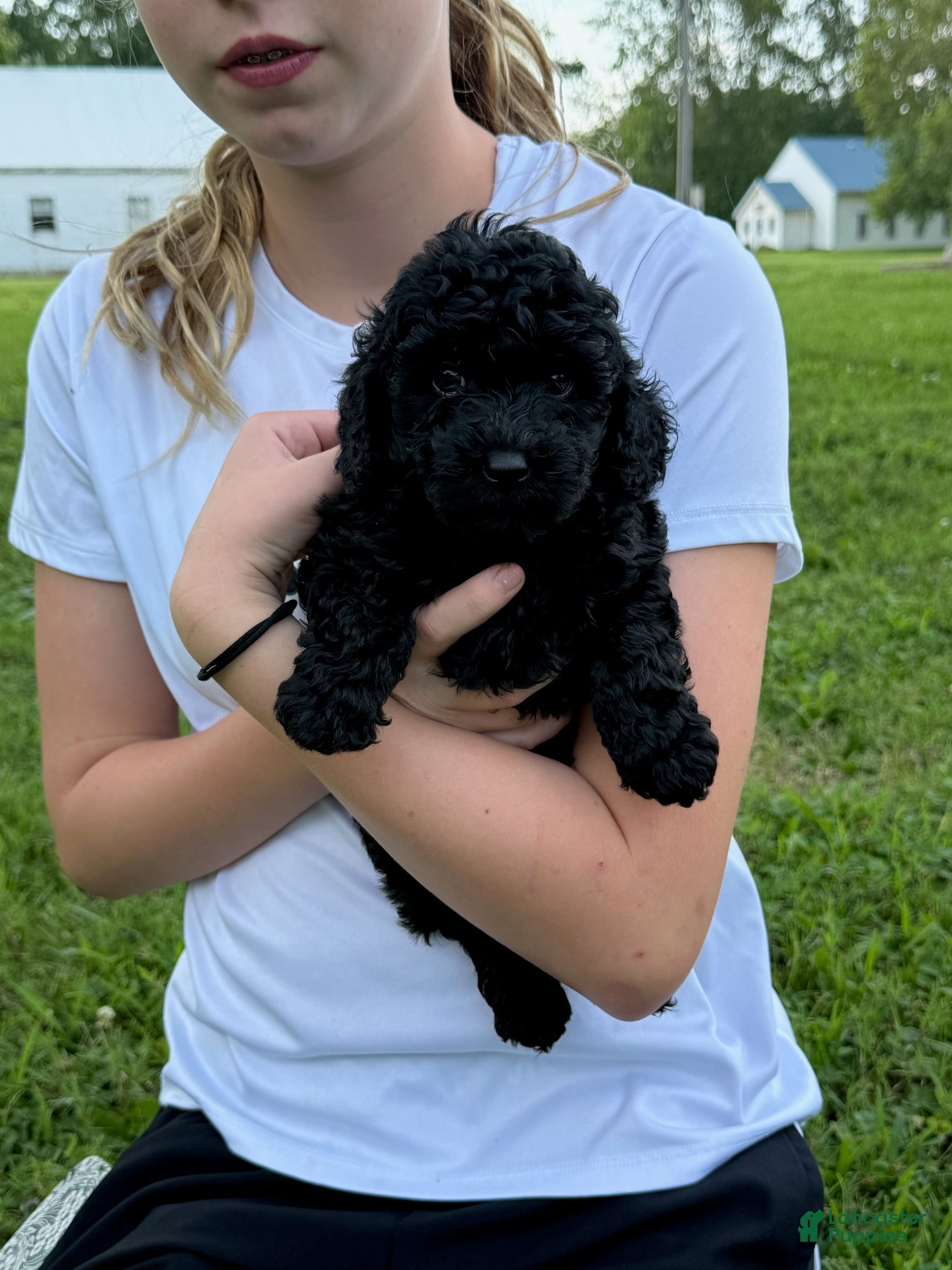 Toy Poodle dogs Bear - Ad 32