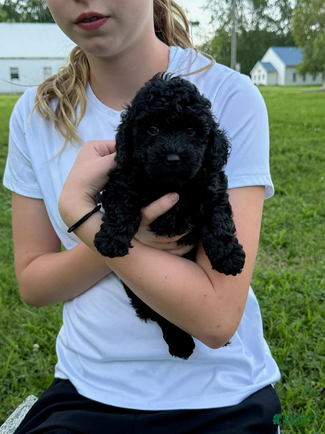 Toy Poodle dogs for sale: Bear - Ad 1
