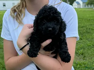 Toy Poodle dogs Bear - Ad 32