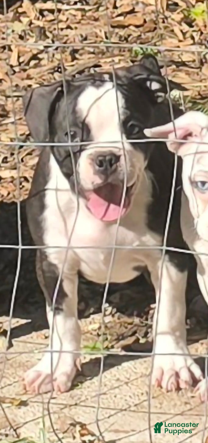 Mixed Breed dogs for sale: Matoe - Ad 16