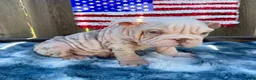 English Bulldog dogs for sale: Yoshi - Ad 1