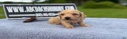 Miniature Dachshund dogs for sale: South African AKC Carrie’s Choc CR - Ad 10