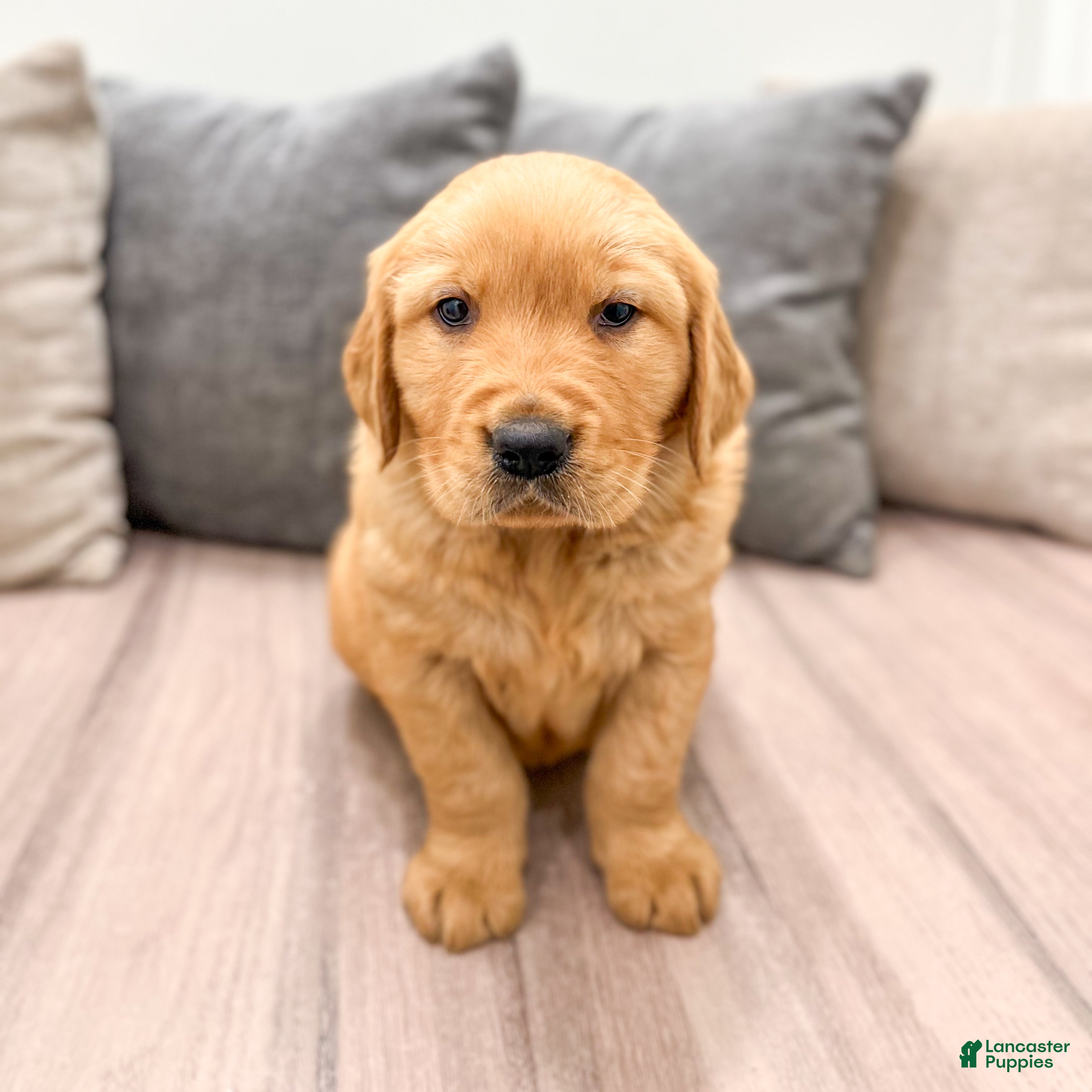 Golden Retriever dogs Boomer - Ad 2