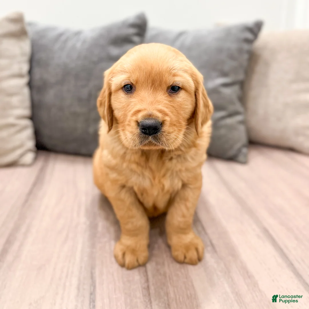 Golden Retriever dogs for sale: Boomer - Ad 2