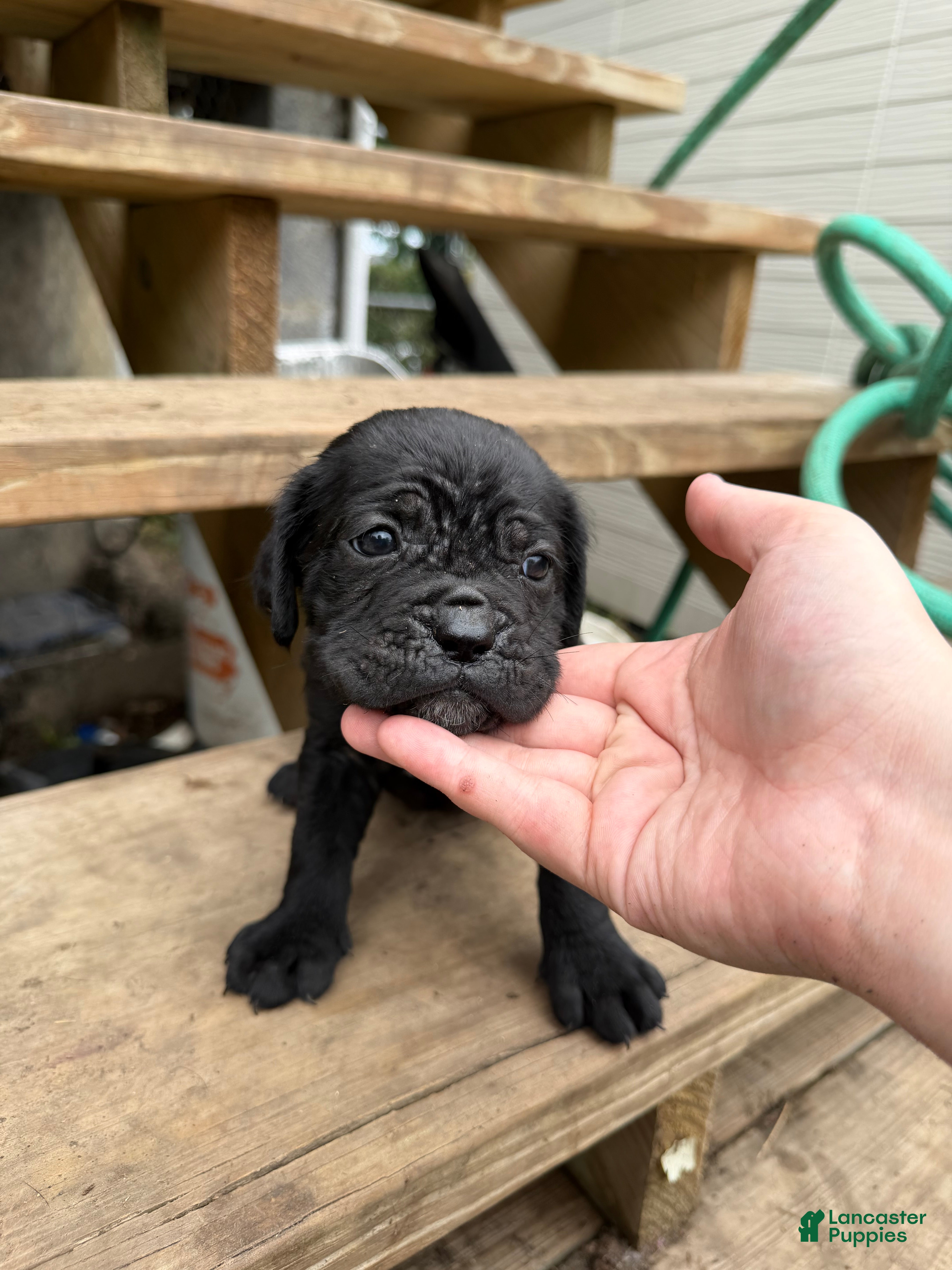 Cane Corso dogs Girl 2 - Ad 1