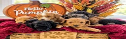 Mini Goldendoodle dogs for sale: Cooper  - Ad 10