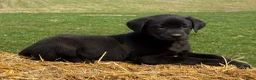 Labrador Retriever dogs for sale: Grace - Ad 5