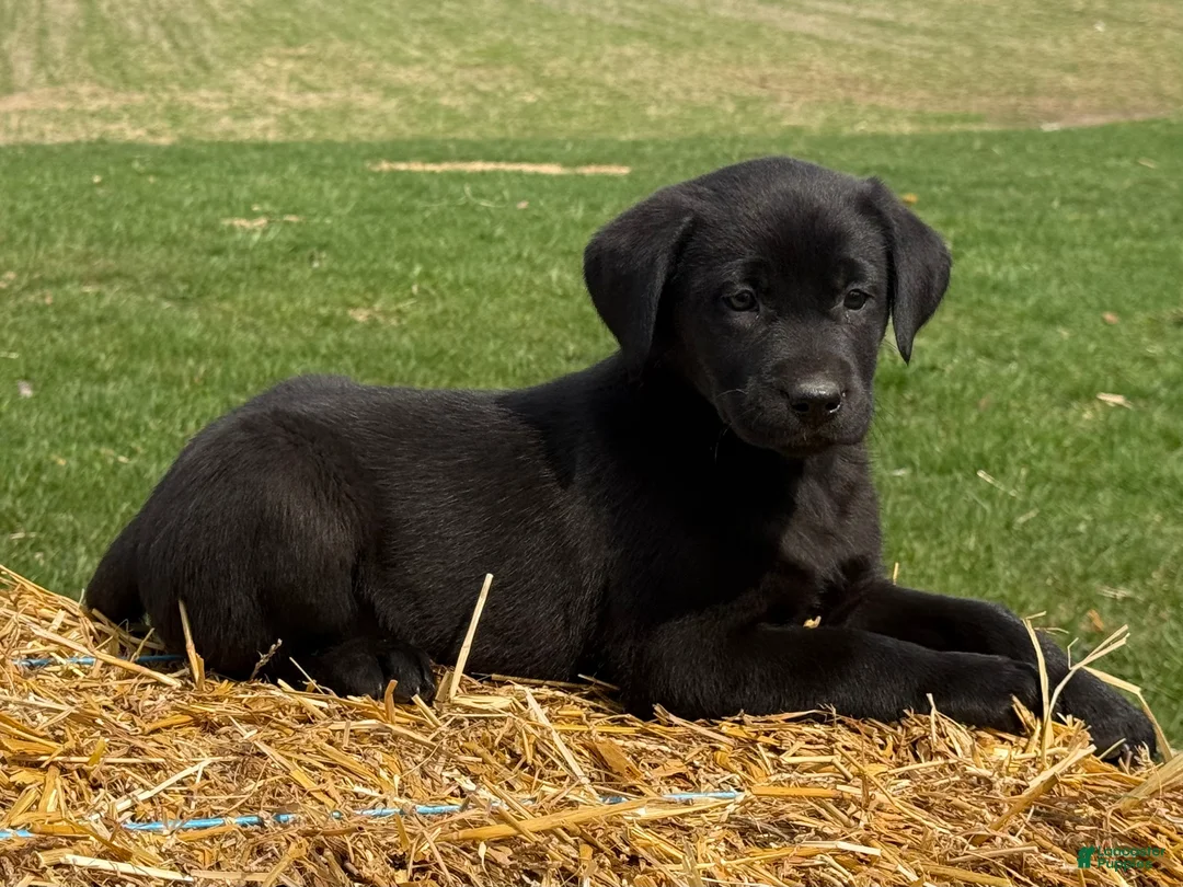 Labrador Retriever dogs for sale: Grace - Ad 5