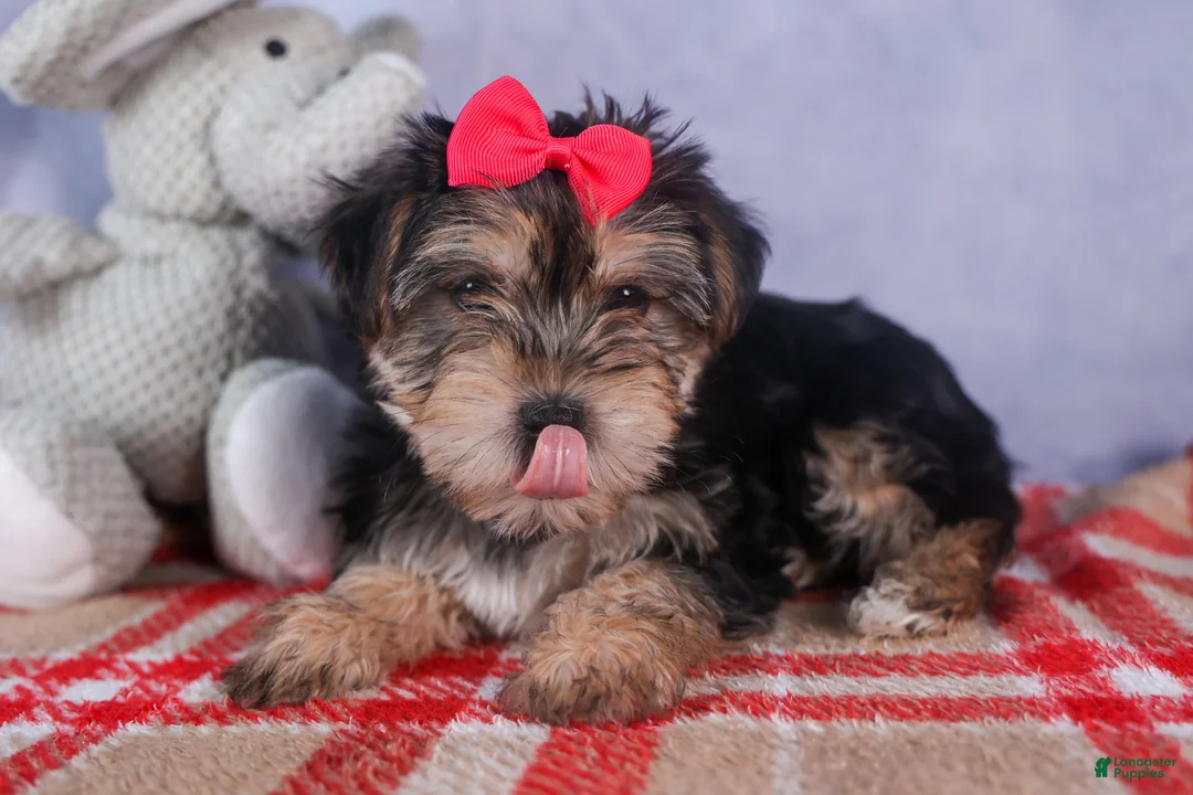 Morkie dogs for sale: Nova - Ad 15