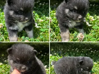 Pomeranian dogs Black and tan girl - Ad 18