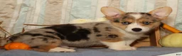 Welsh Corgi Pembroke dogs for sale: Ollie - Ad 7