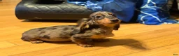 Miniature Dachshund dogs for sale: AKC Russian- Pra clear sale - Ad 4