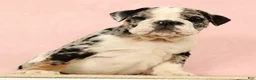 English Bulldog dogs for sale: Blue Jazz - Ad 3