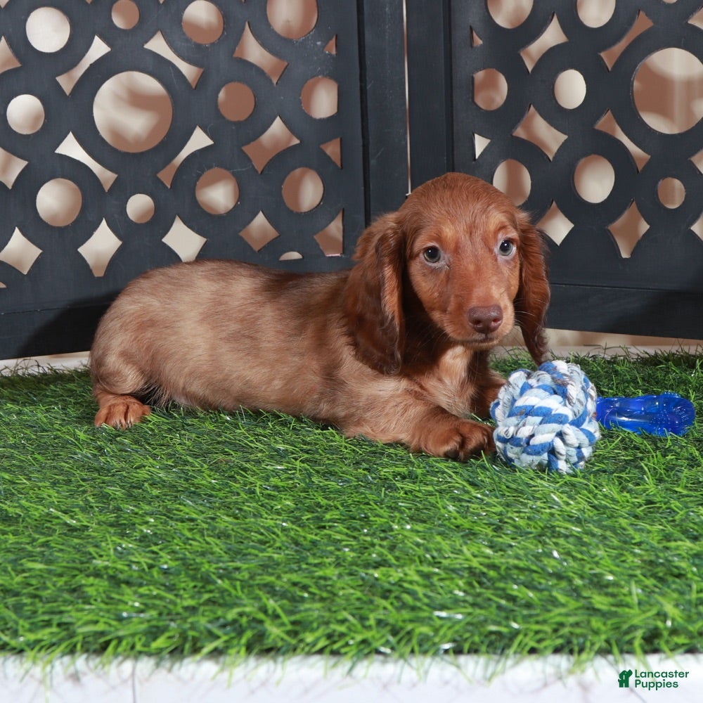 Miniature Dachshund dogs Beanie Adorable ACA Mini Dachshund Puppy - Ad 1