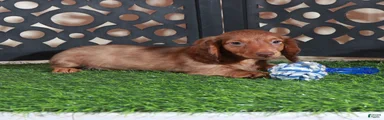 Beanie Adorable ACA Mini Dachshund Puppy