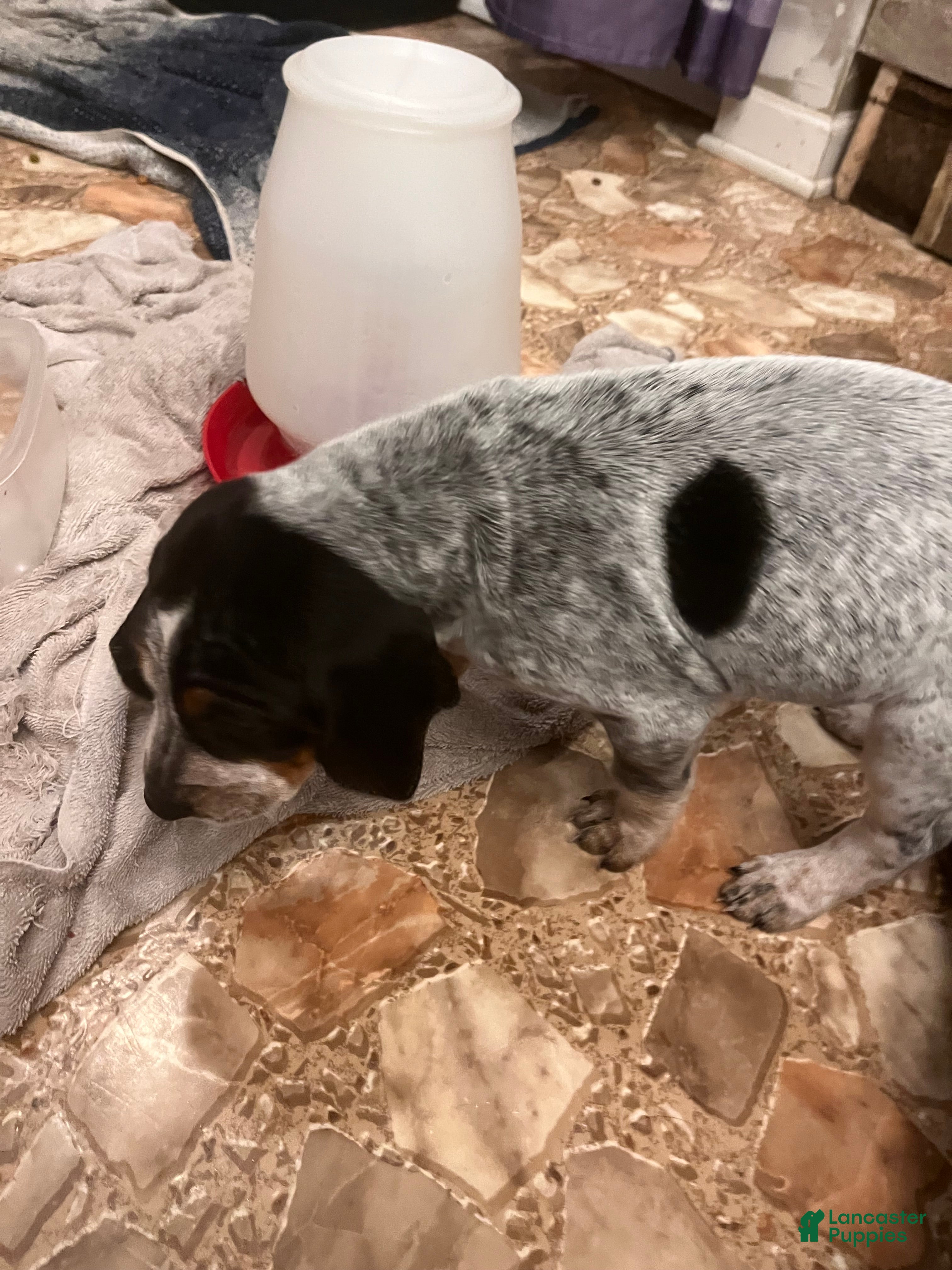 Old Coonhound puppies for sale Lancaster Puppies
