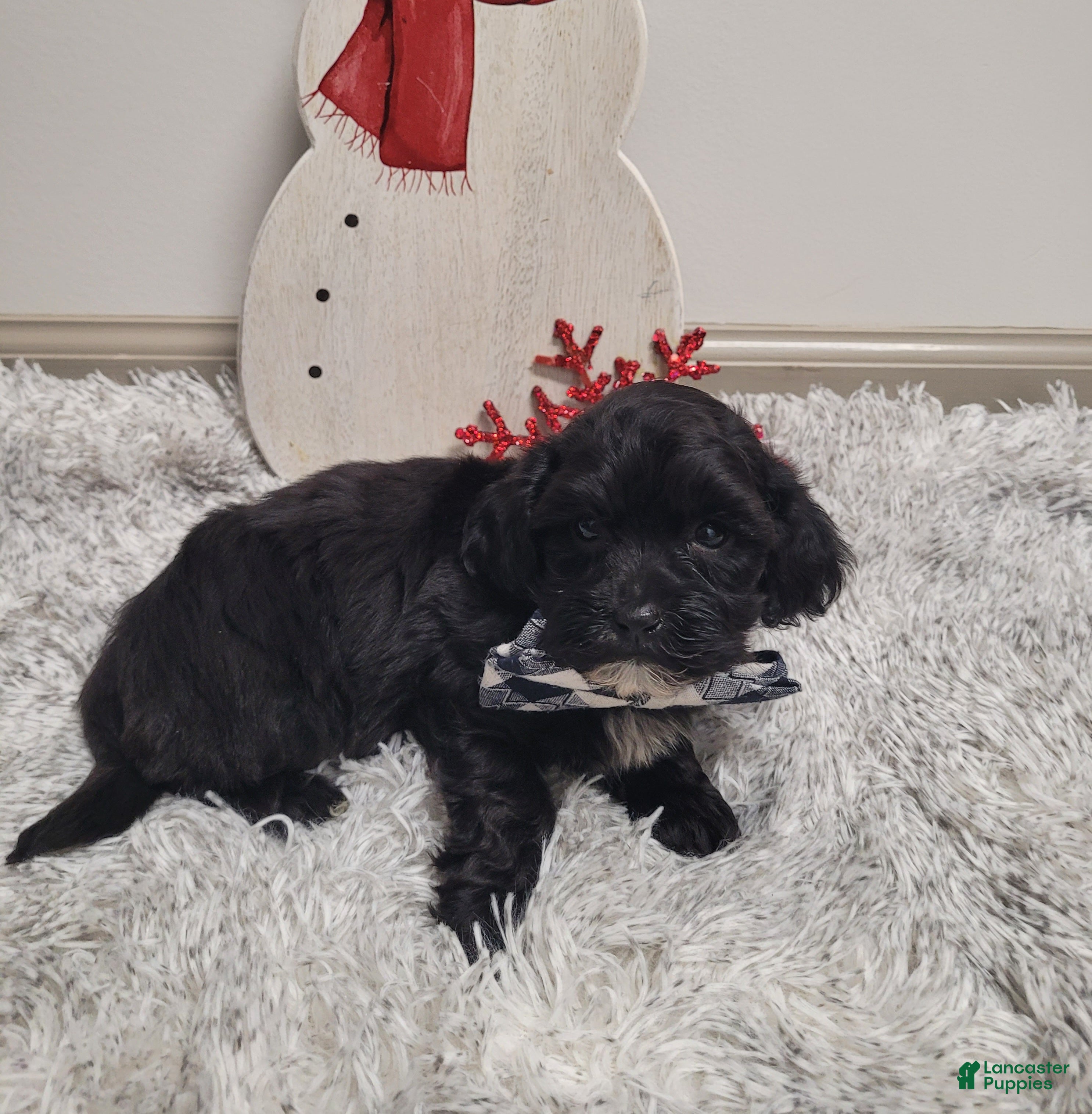 Shihpoo dogs Smokey - Ad 9