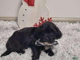 Shihpoo dogs Smokey - Ad 9