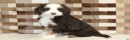 Mini Bernedoodle dogs for sale: Charlie - Ad 4