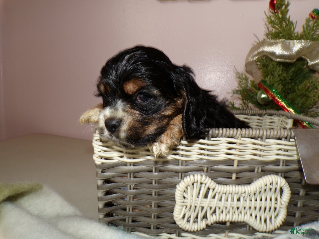 Cocker Spaniel dogs for sale: Cocker Spaniel Puppy 1 Mike - Ad 2