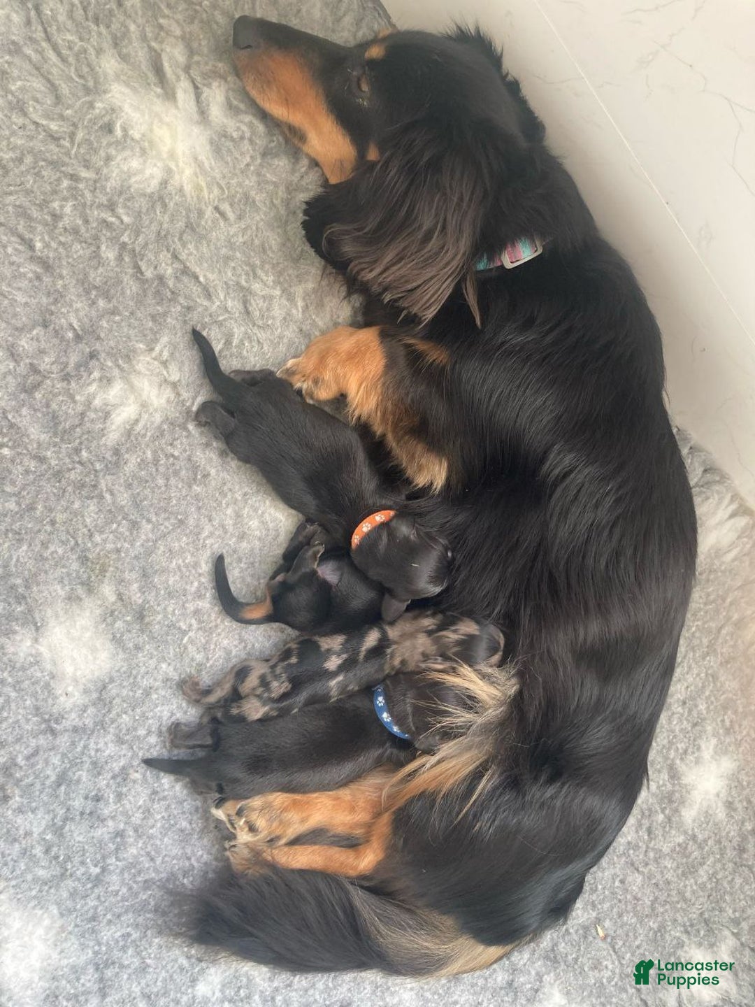 Miniature Dachshund dogs for sale: Miniature Dachshund Puppy 1 - Ad 2