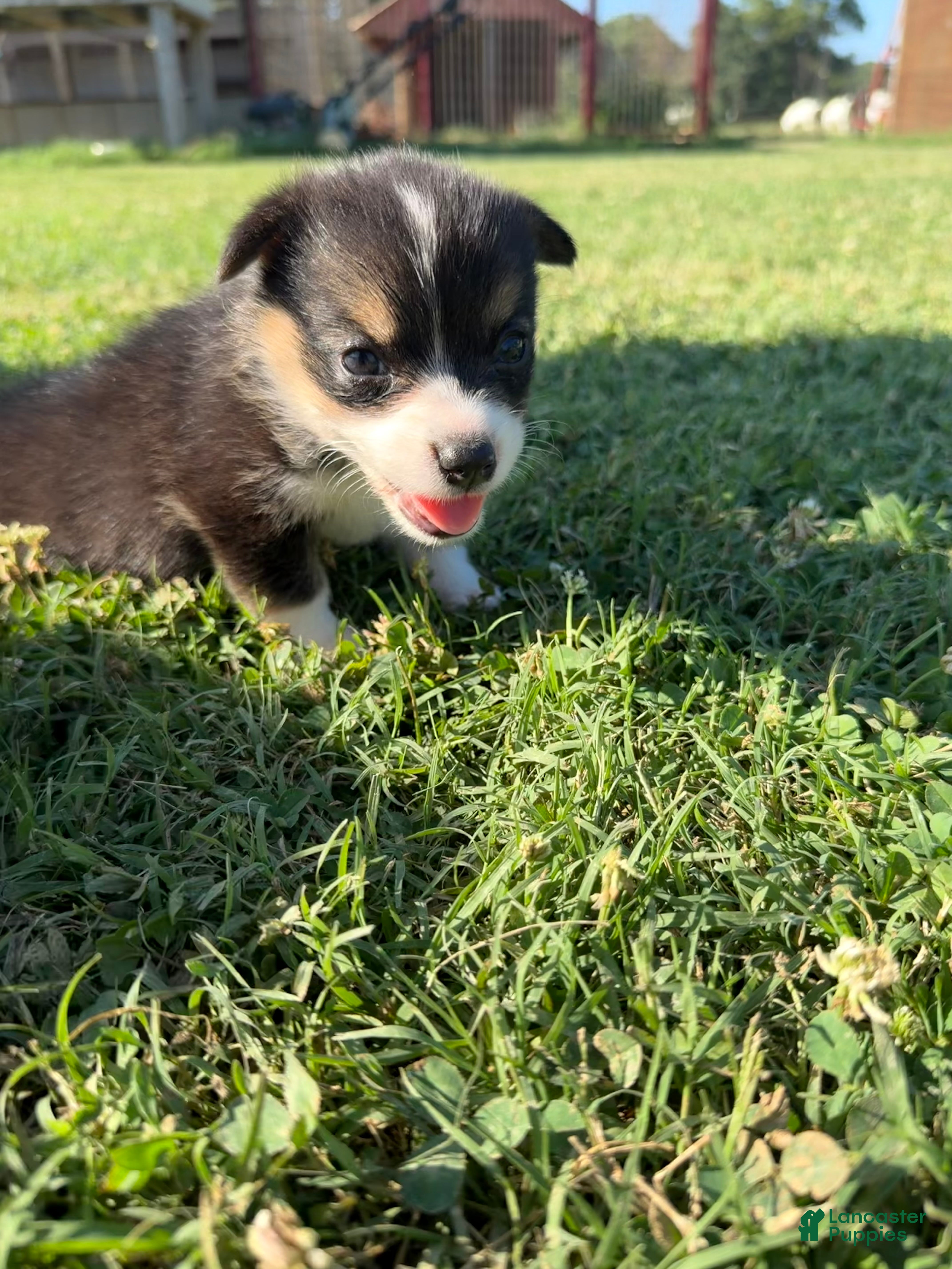 Welsh Corgi Pembroke dogs Welsh Corgi Pembroke Puppy 4 - Ad 35