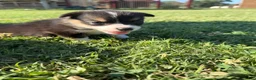 Welsh Corgi Pembroke dogs for sale: Welsh Corgi Pembroke Puppy 5 - Ad 4