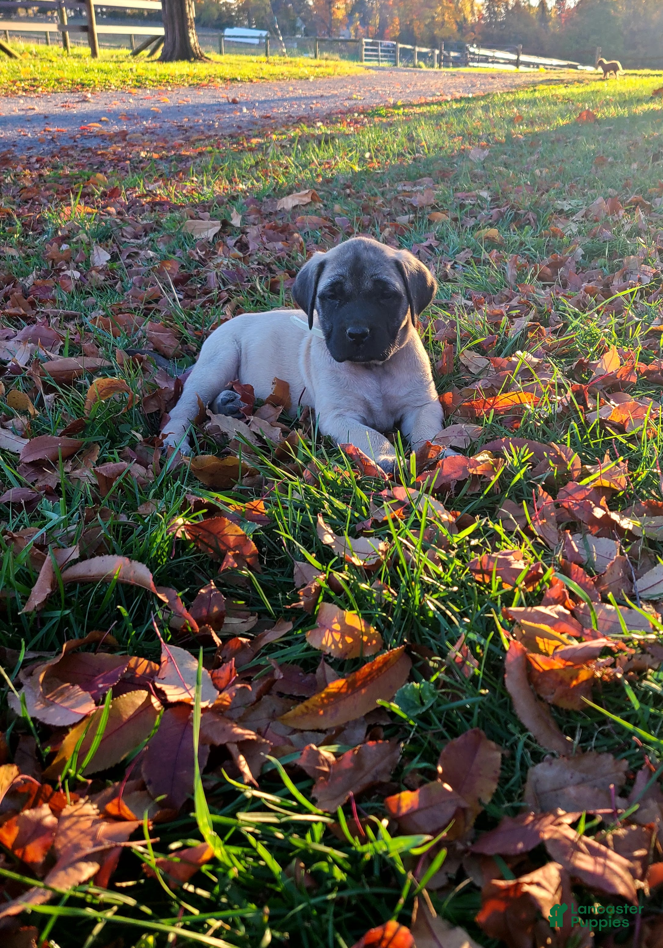 English Mastiff dogs for sale: Tiffany - Ad 2
