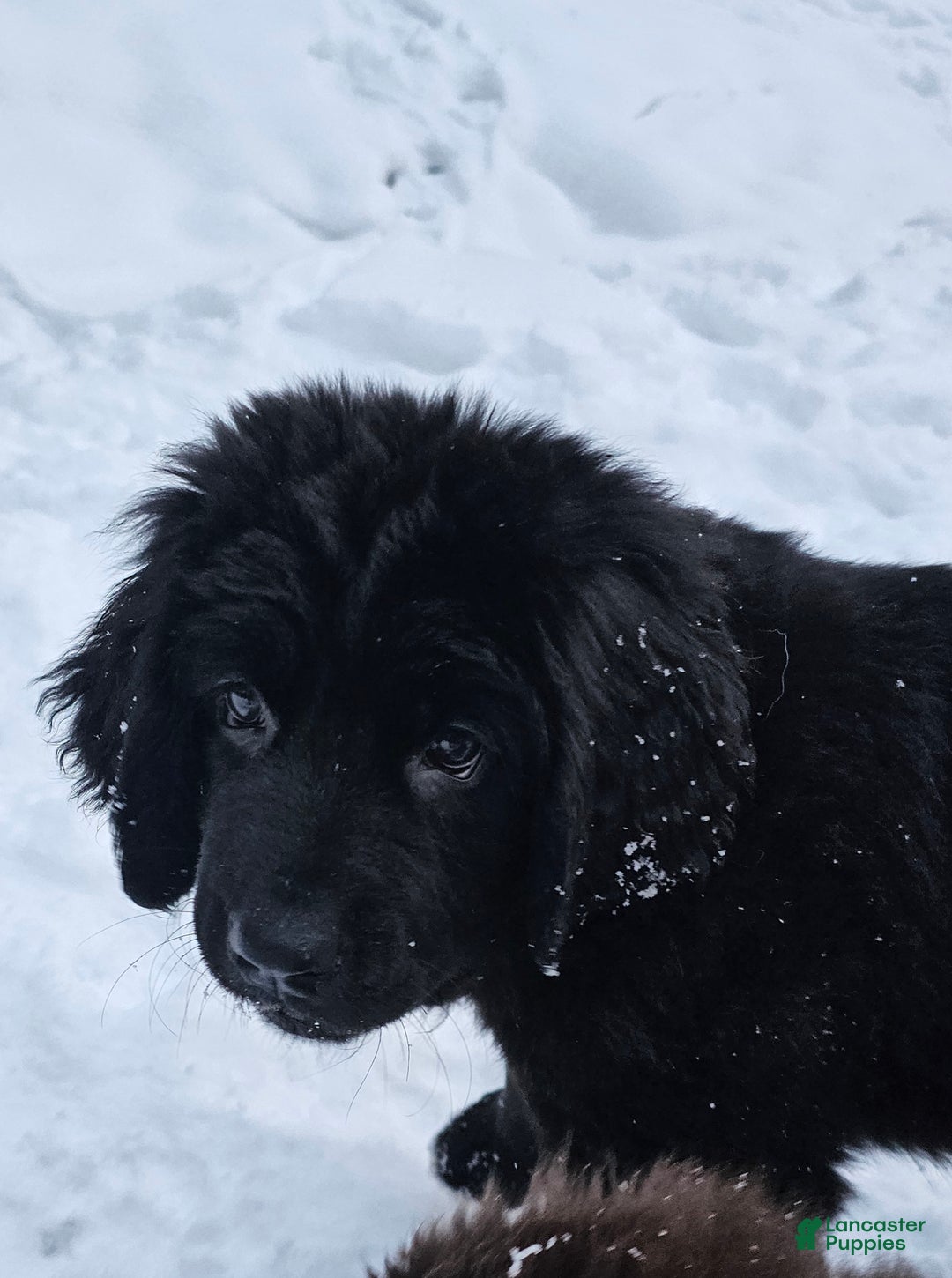 Newfoundland dogs for sale: Ella - Ad 5