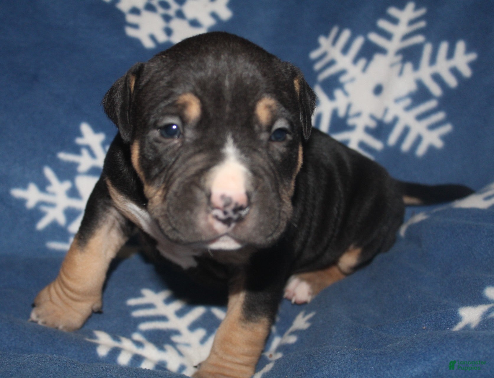 American Bully dogs Moose  - Ad 33