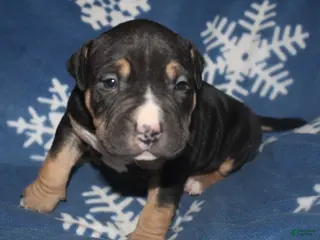 American Bully dogs Moose - Ad 33