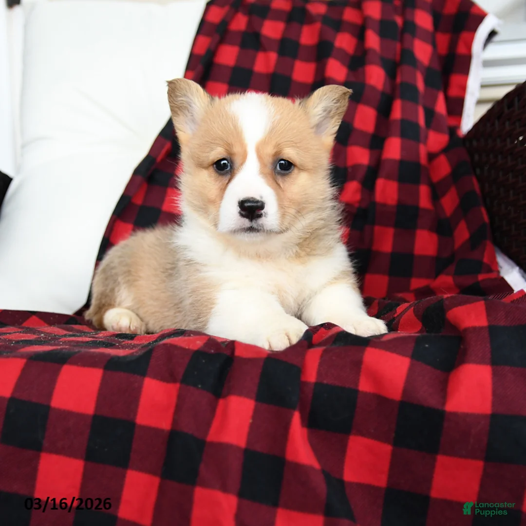 Welsh Corgi Pembroke dogs for sale: Francis - Ad 2