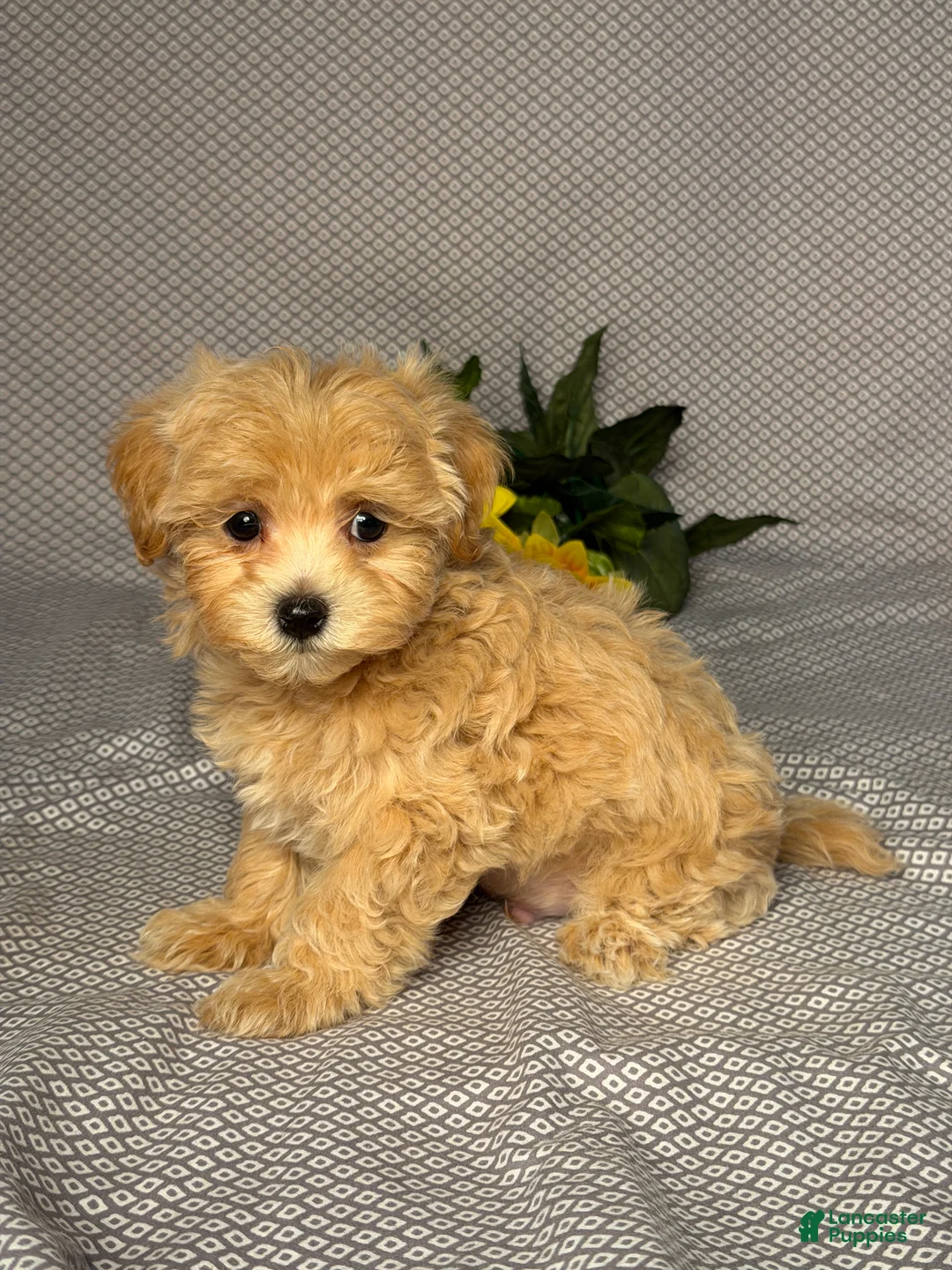 Maltipoo dogs for sale: Tyler - Ad 2