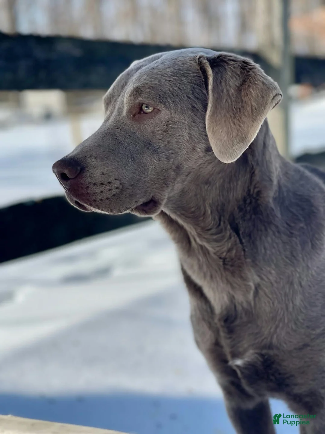 Labrador Retriever dogs for sale: Misty - Ad 4